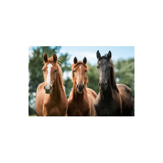 Finesse Placemat Anti-slip 30x45cm Wild Whispers