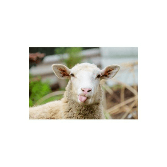 Finesse Placemat Anti-slip 30x45cm Woolhelmina