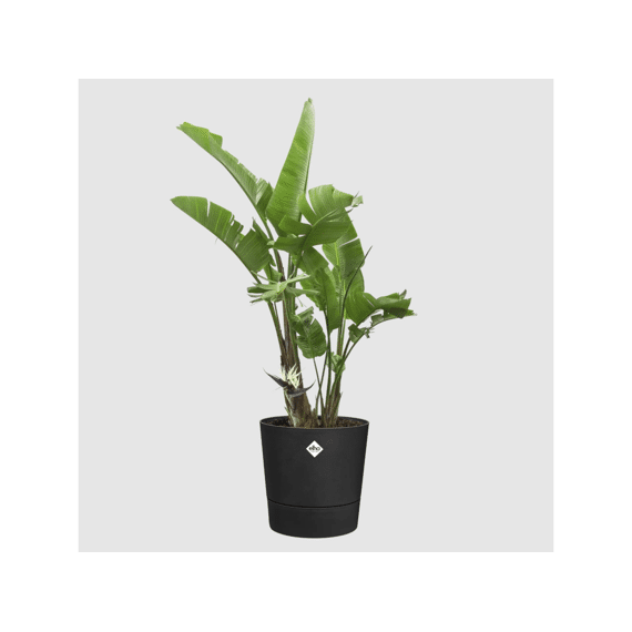 Elho Foss Rond 25cm Living Black