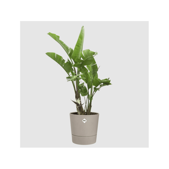 Elho Foss Rond 25cm Paddenstoel Beige