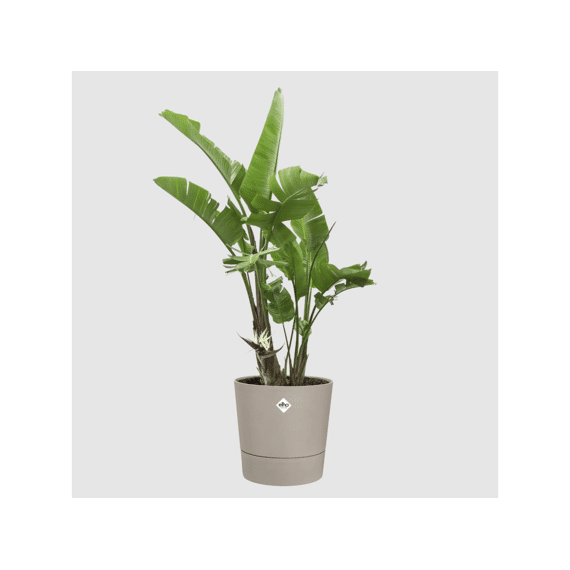 Elho Foss Rond 30cm Paddenstoel Beige