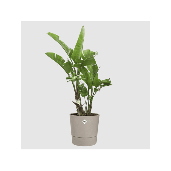 Elho Foss Rond 35cm Paddenstoel Beige