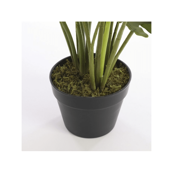 Philodendron In Plastic Pot Groen - H60xd80cm