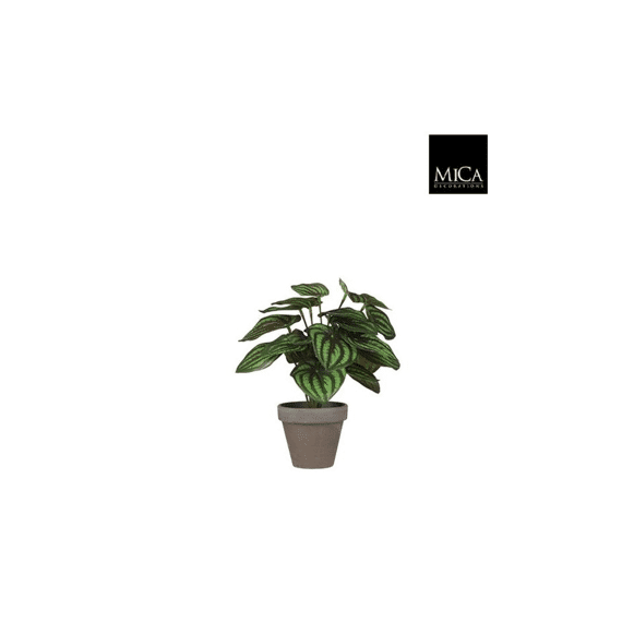 Peperomia Groen In Pot Stan Grey D9cm - H24xd23cm