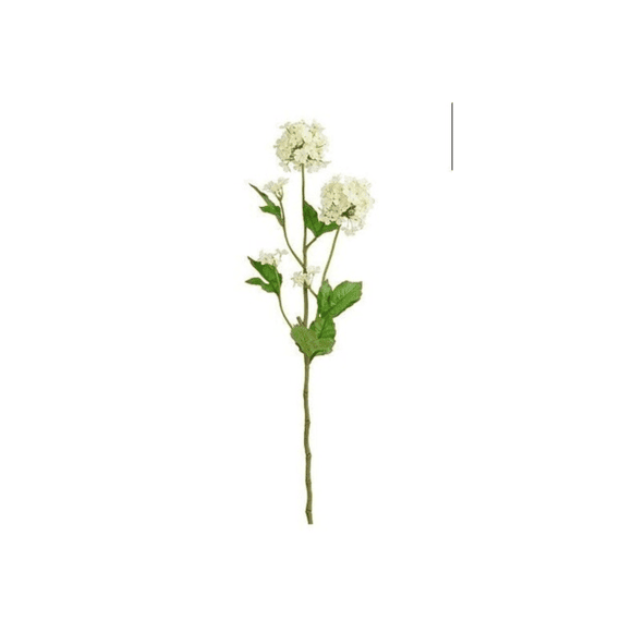 Viburnum Creme - L71cm