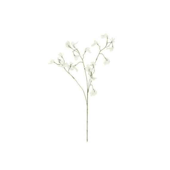 Lathyrus Creme - L74cm