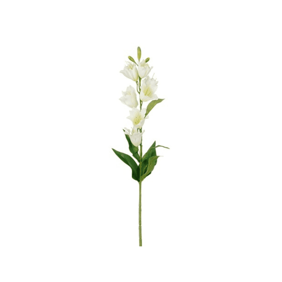 Campanula Creme - L71cm