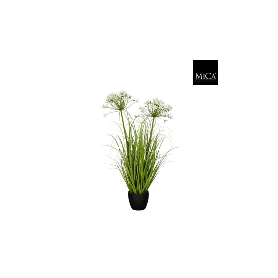 Allium Ampeloprasum In Pot Wit - H80xd25cm