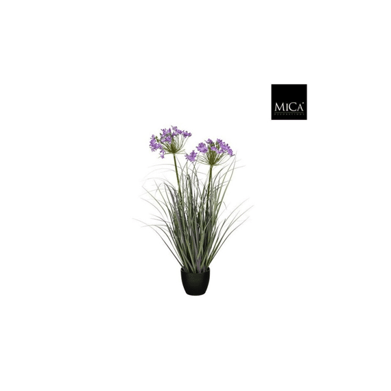 Allium Ampeloprasum In Pot Paars - H80xd25cm