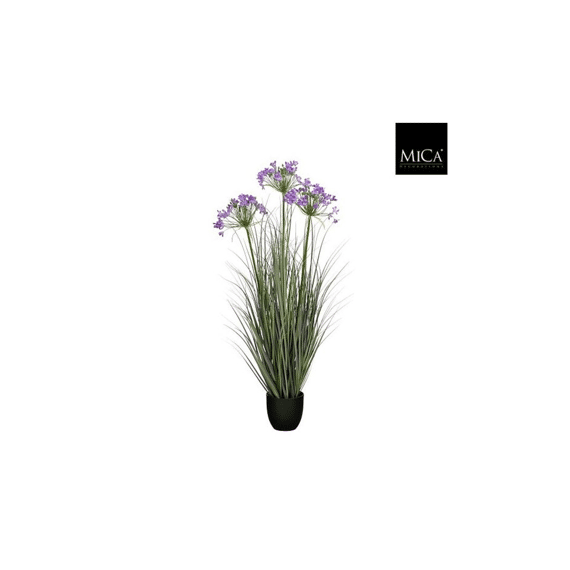 Allium Ampeloprasum In Pot Paars - H110xd35cm