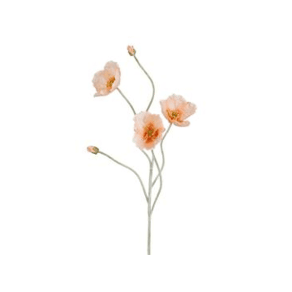 Klaproos Perzik - L107cm