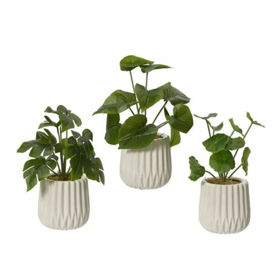 Plant In Pot Pe D.11cm X H.28cm Groen/wit 3 Assortiment