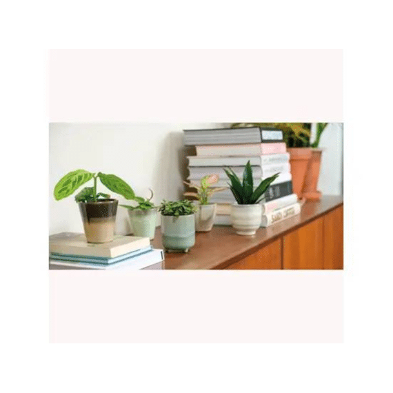 Planter Terracotta D.8.5cm X H.8cm 5 Assortiment