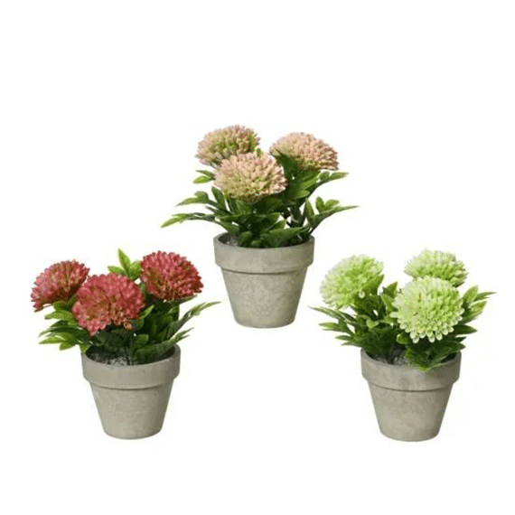 Chrysant In Pot Plastic D.12cm X H.19cm 3 Assortiment