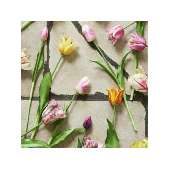 Tulp Pe L.13cm X W.13cm X H.39cm Multi