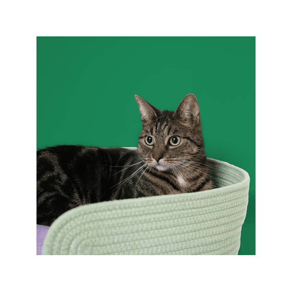 Kattenmandje Lazy Lounge 55x55x12cm Groen/lilac