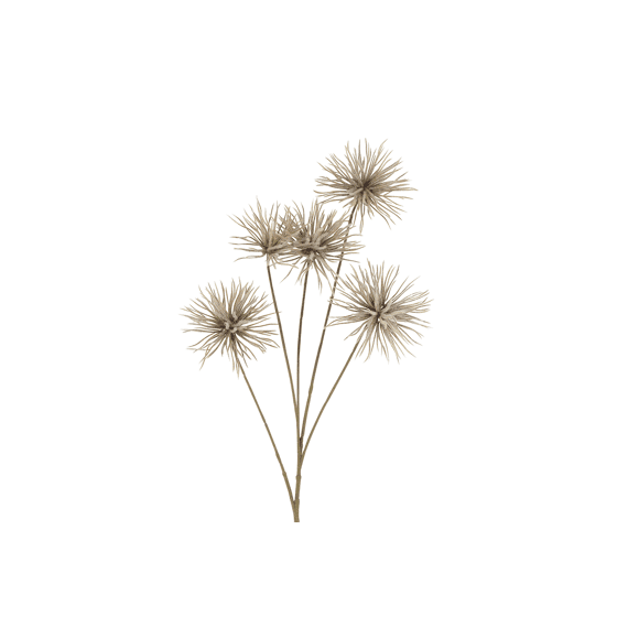 Bloem Anemone Bruin 12x30x96cm