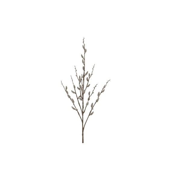 Bloem Salix Viminalis Grijs 3,5x17x99cm