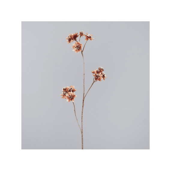 Astrantia 72cm Bruin