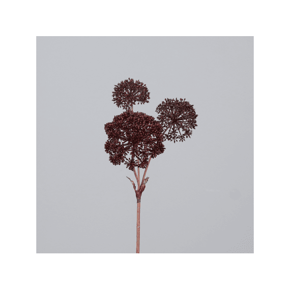 Berenklauw Met 3 Bloesems 72cm Burgundy