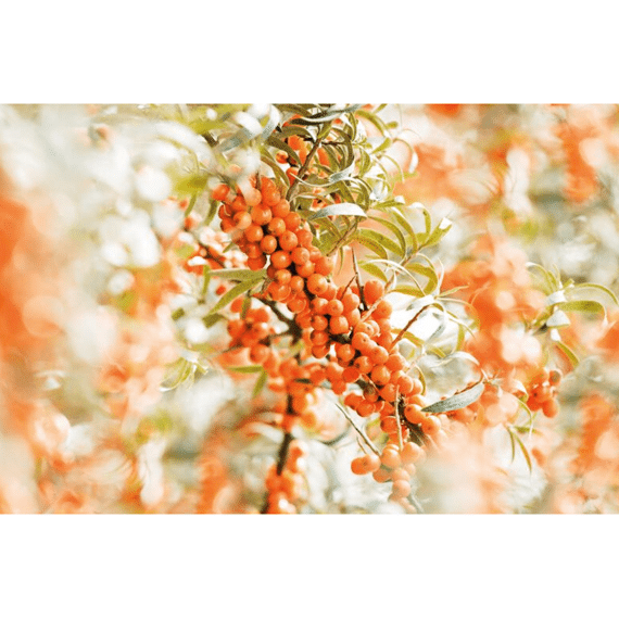 Weleda Handcreme Duindoorn Vitaliserend 50ml