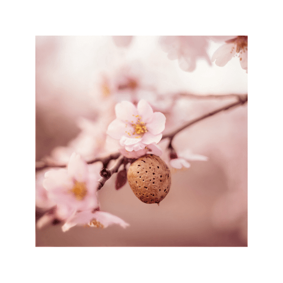 Weleda Reinigingsmelk 75ml