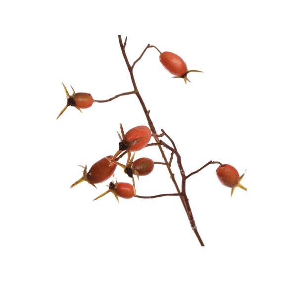 Rosehip Spray 77cm Orange
