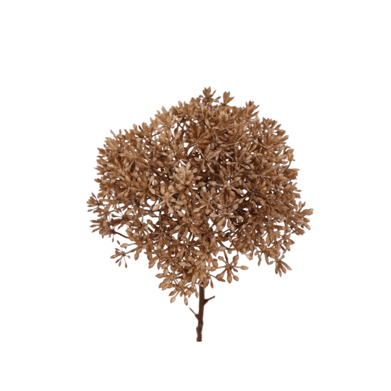 Sedum 65cm Brown