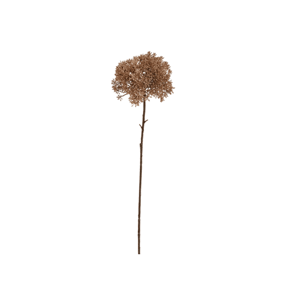 Sedum 65cm Brown