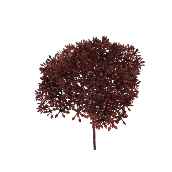 Sedum 65cm Burgundy
