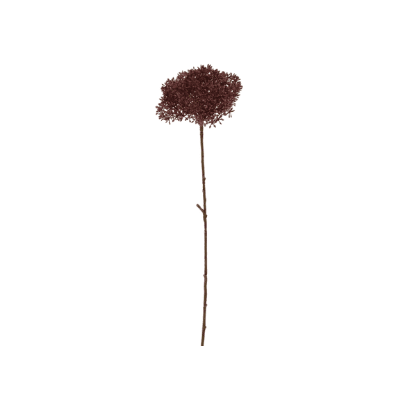 Sedum 65cm Burgundy