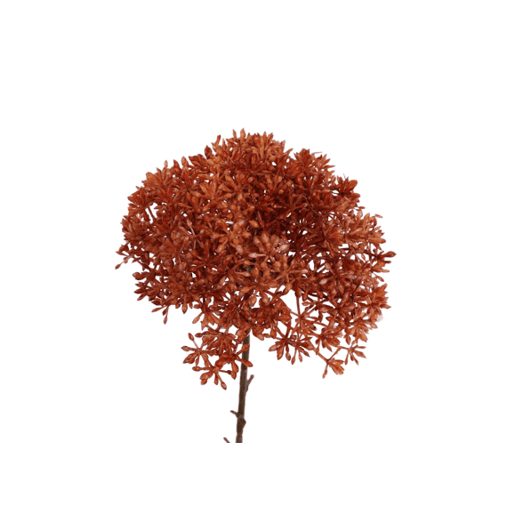 Sedum 65cm Orange