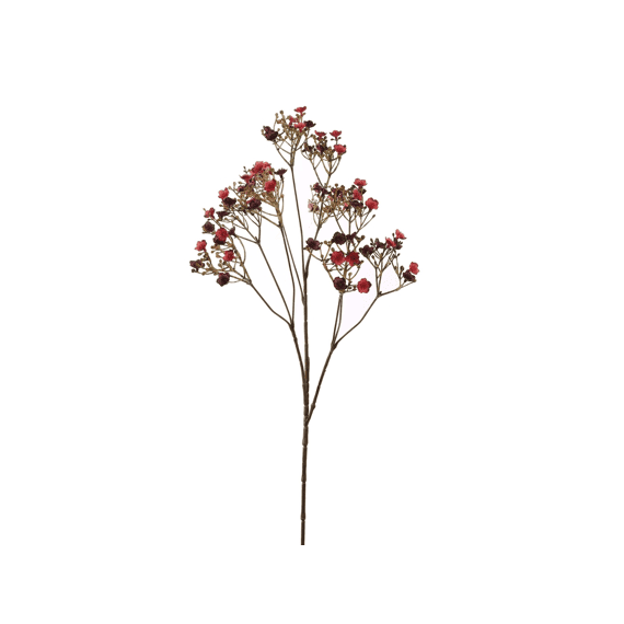 Dark Gypso 70cm Assorted Assortiment