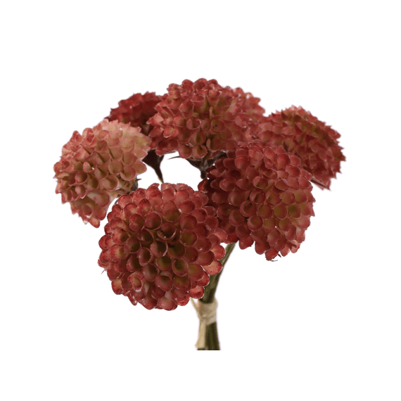 Dahlia Bundle 28cm Beauty