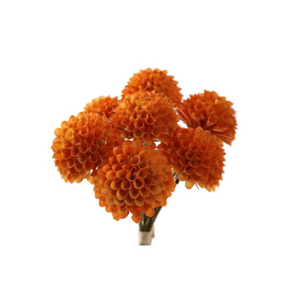 Dahlia Bundle 28cm Orange