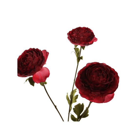 Ranunculus 60cm Burgundy