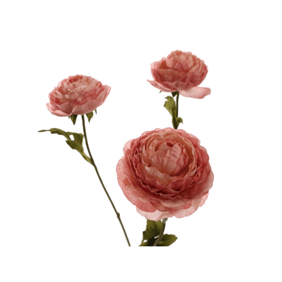 Ranunculus 60cm Pink