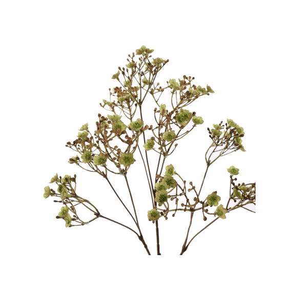 Dark Gypso 70cm Green