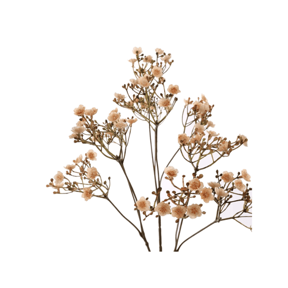 Dark Gypso 70cm Vanilla