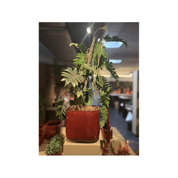 Rasteli Cherry - Bloempot In Keramiek - Rosewood - 20.5x20.5x18.5cm