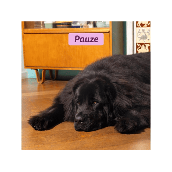 Dog E Adult Dry Hert/eend M 1kg