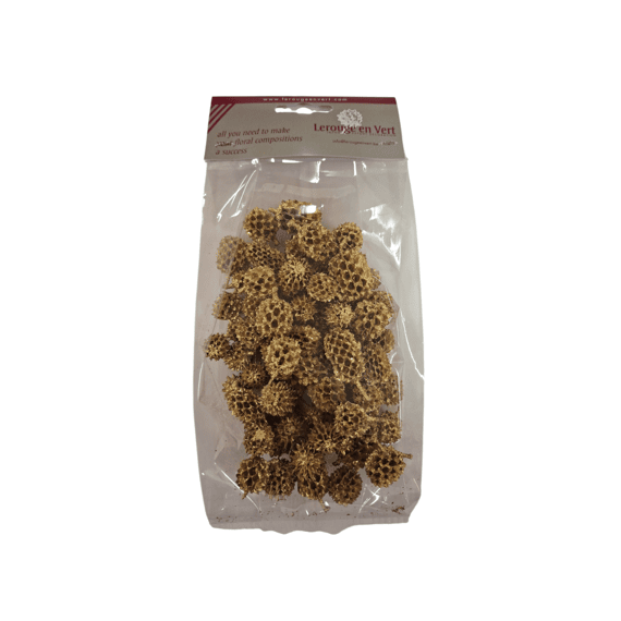 Casuarina 80gr Goud