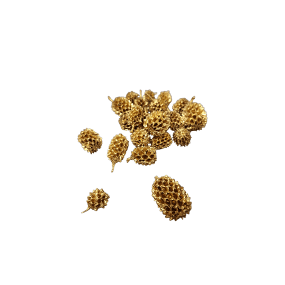 Casuarina 80gr Goud