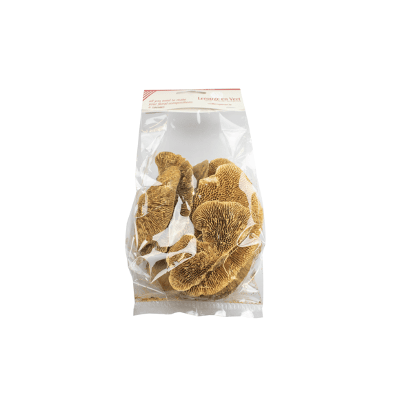 Sponge Mushroom 50gr