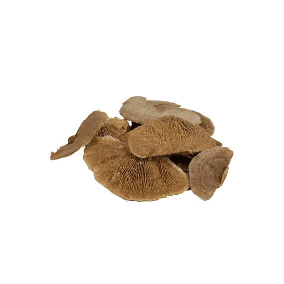 Sponge Mushroom 50gr
