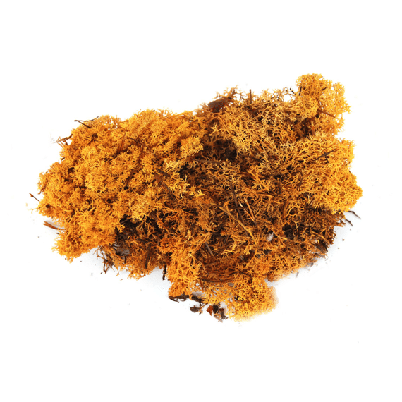 Ijslandsmos Polybag 40gr Cognac