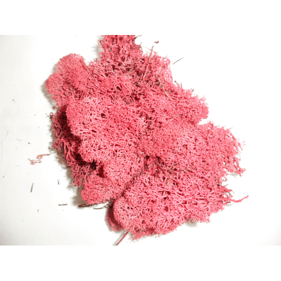 Ijslandsmos Polybag 40gr Rood