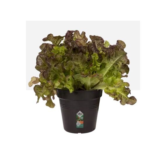 Elho Growing Pot Riviera 11 Cm Black