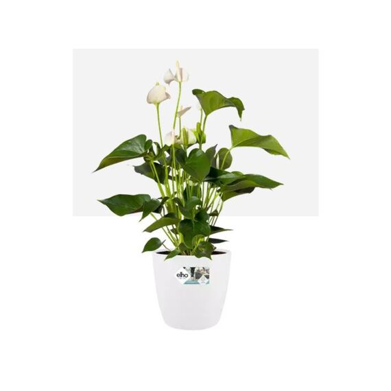 Elho Brussels 22 Cm White Mat