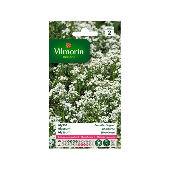 Vilmorin Alyssum Zilverkorfje - Sc